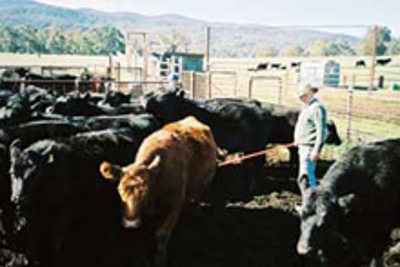 Cattle-Inspection