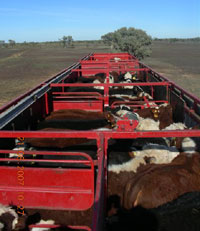 O'Sullivans Livestock Transport