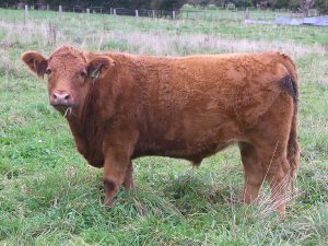 Pride & joy: A healthy organic red Angus yearling