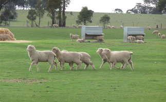sunningdale-lambs